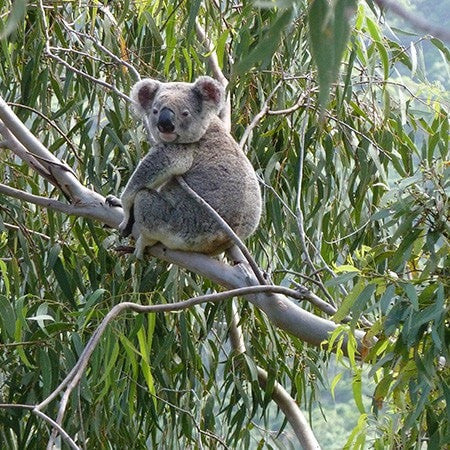 Experiences, Noosa Heads Australia