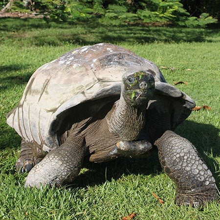 Galapagos Tortoise - Four Seasons Resort Seychelles