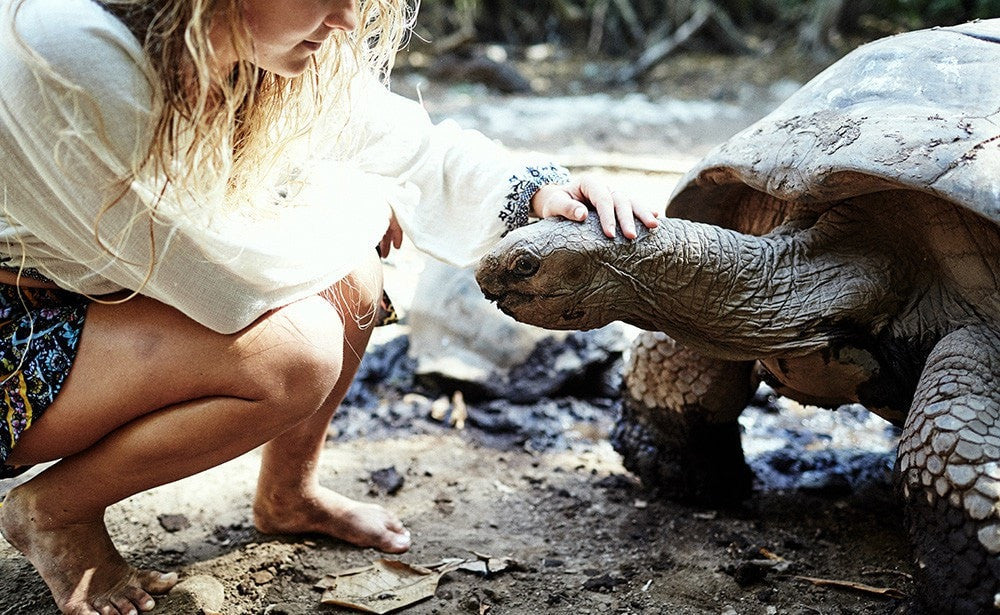 Galapagos Tortoise - Four Seasons Resort Seychelles