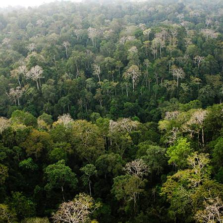 Old-growth Forest - G-Land Heli Indonesia