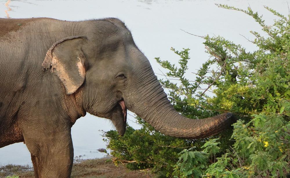 Elephant Ride. Anantara Peace Haven, Sri Lanka