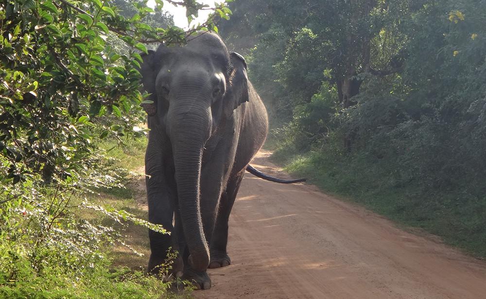 Elephant safari. Anantara Peace Haven, Sri Lanka