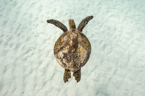 Turtle Hover